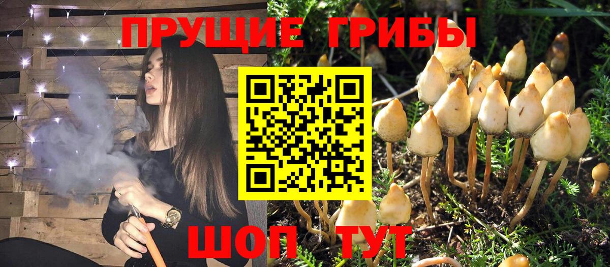 Псилоцибиновые грибы Psilocybe Мыски
